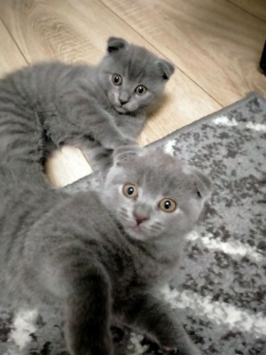 Кошенята / котик / британец / котята британці