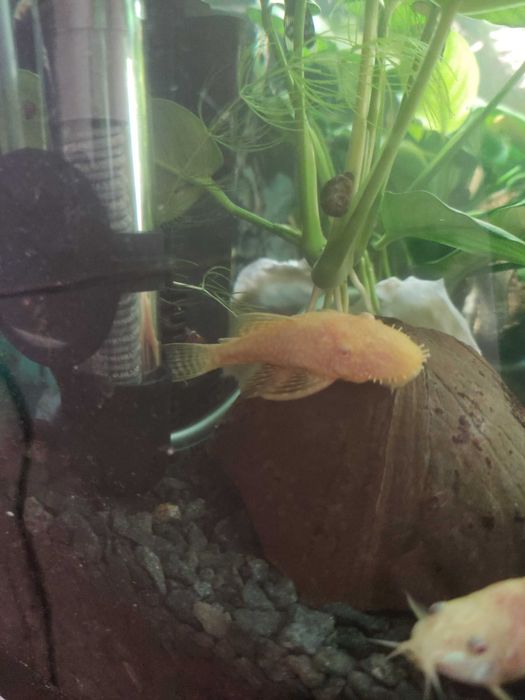 Обмен на иншу рыбу