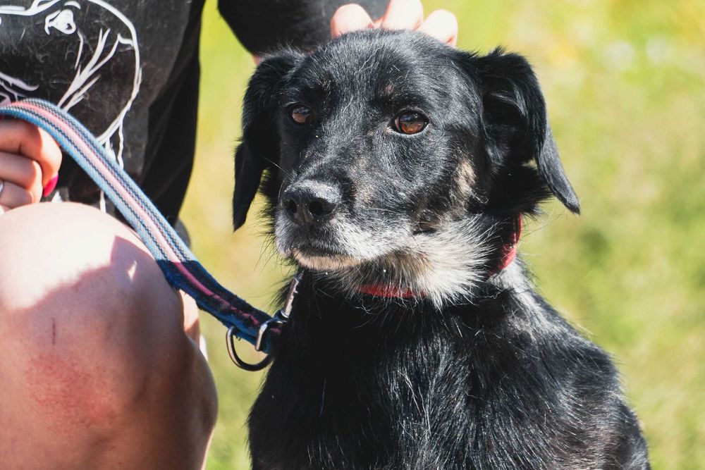 Poke - niewielki piesek