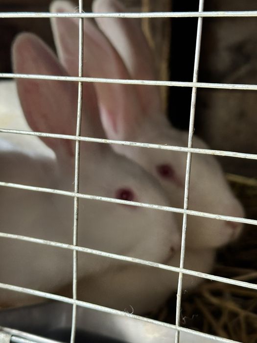 Продам кроликов  и крольчатльчат