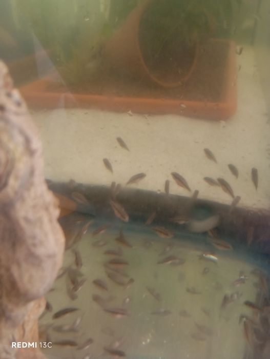 Criação caseira de kribensis