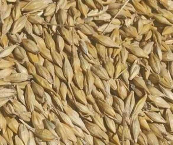 Jeczmien jary 2lata po centrali