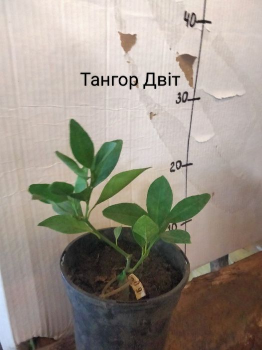 Мандарини ,лимони,апельсини  та інше