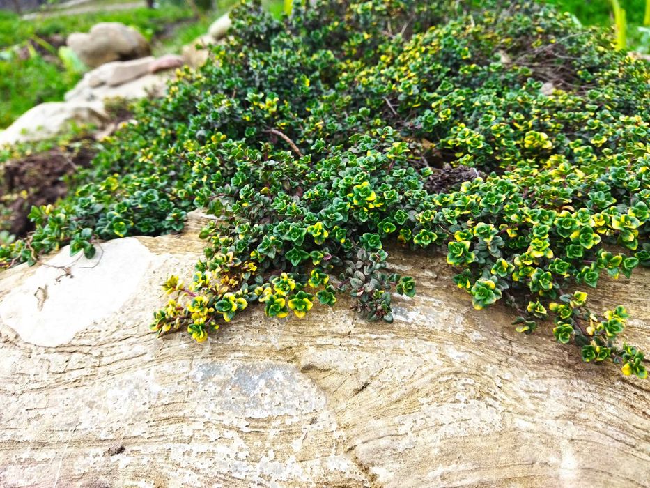 Чебрець лимоннопахнучий та луговий.