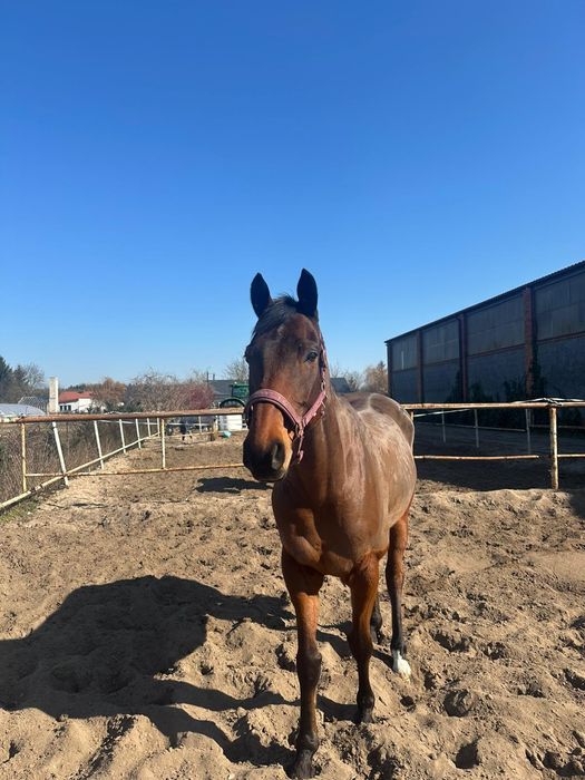 Sprzedam Pięknego Konia Folbluta