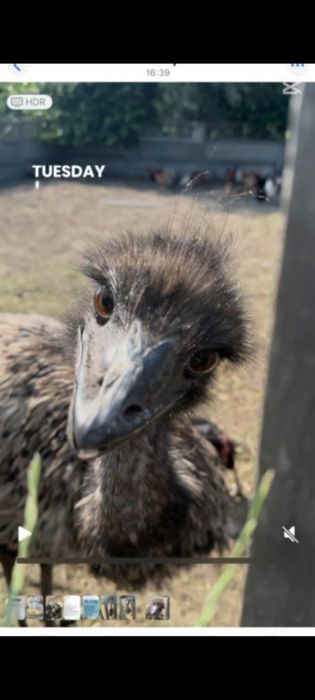Strus Emu Tanio Okazja Mlody