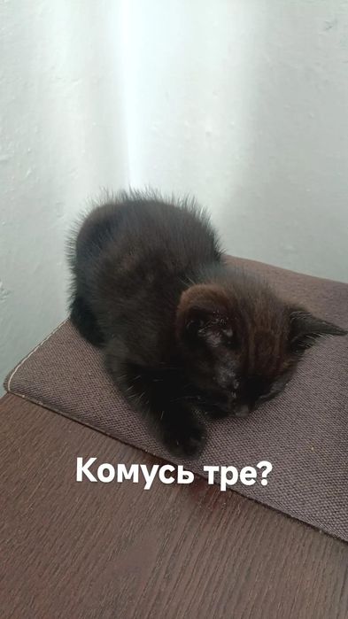 Кішка відам у добрі руки