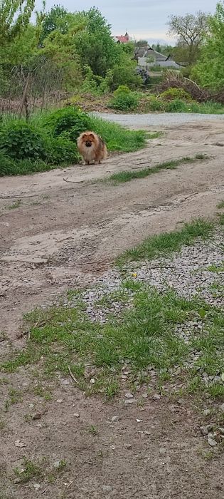 Запрошуємо на в'язку, на побачення. померанский шпіц соболь. Шпиц