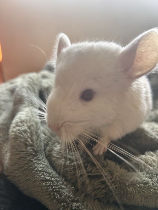 Chinchila Branca