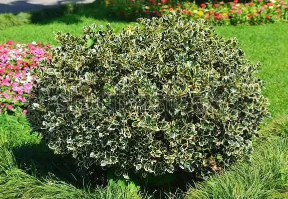 Падуб гостролистий Ferox Argentea
 Касетний.
Ціна 10шт 1300грн
1шт 150