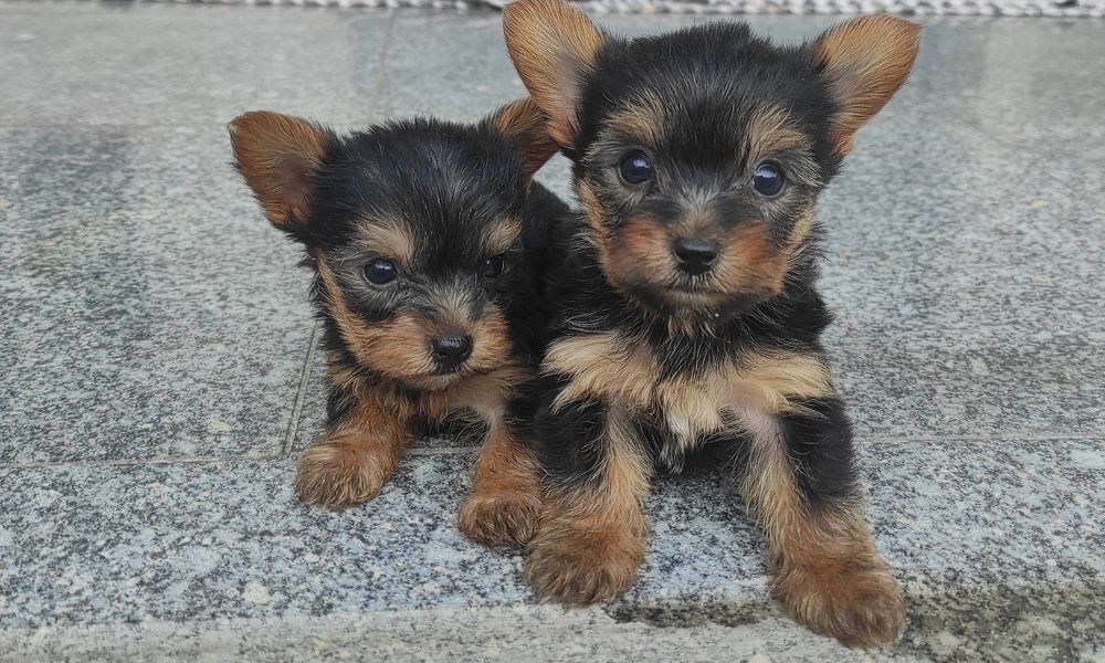 Yorkshire terrier  minis
