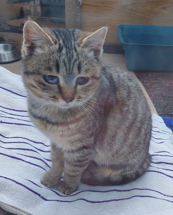 Сіра полосата молода кішечка Буся шукає дім