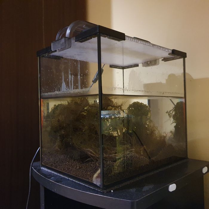 krewetkarium, akwarium 14L