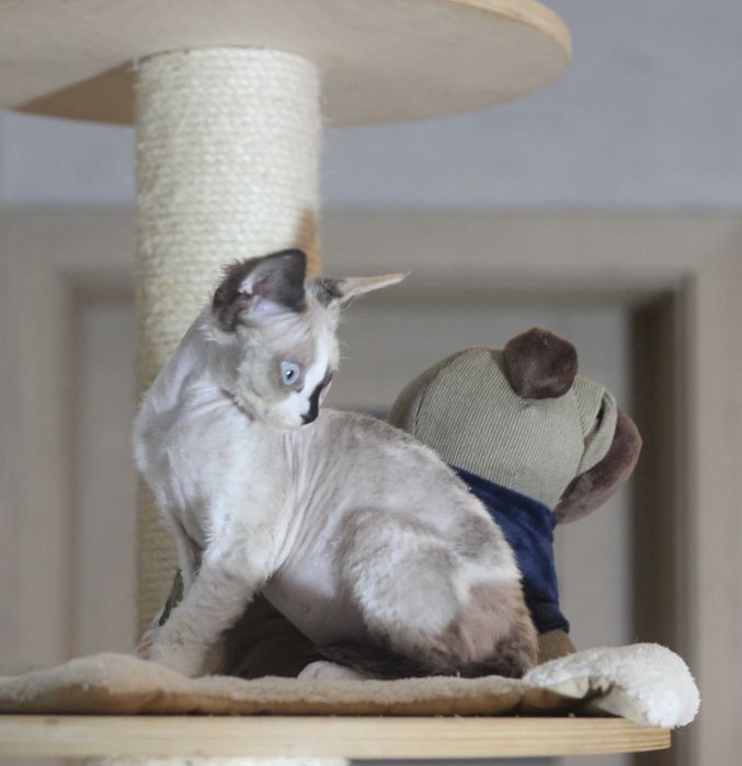 Uri - koteczka Devon Rex po Championie