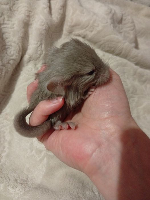 Пухнасті гризуни.