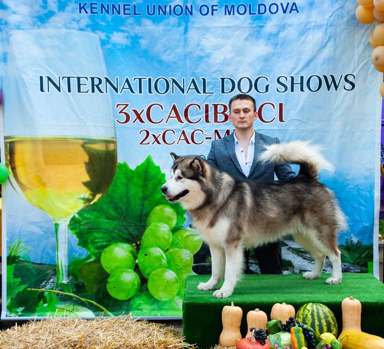 Аляскінський маламут для в'язки