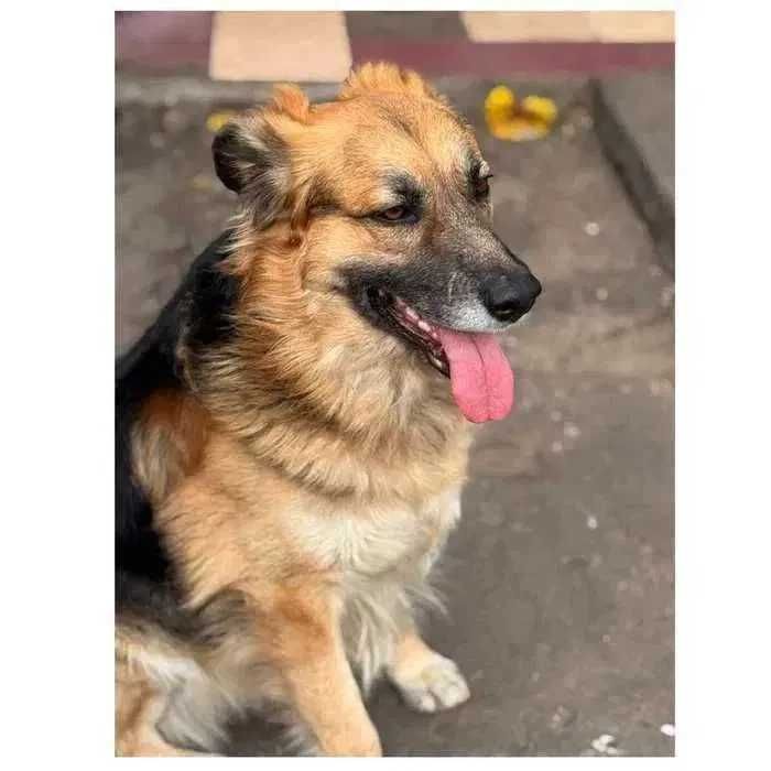 Ищет дом! Красивый активный пес