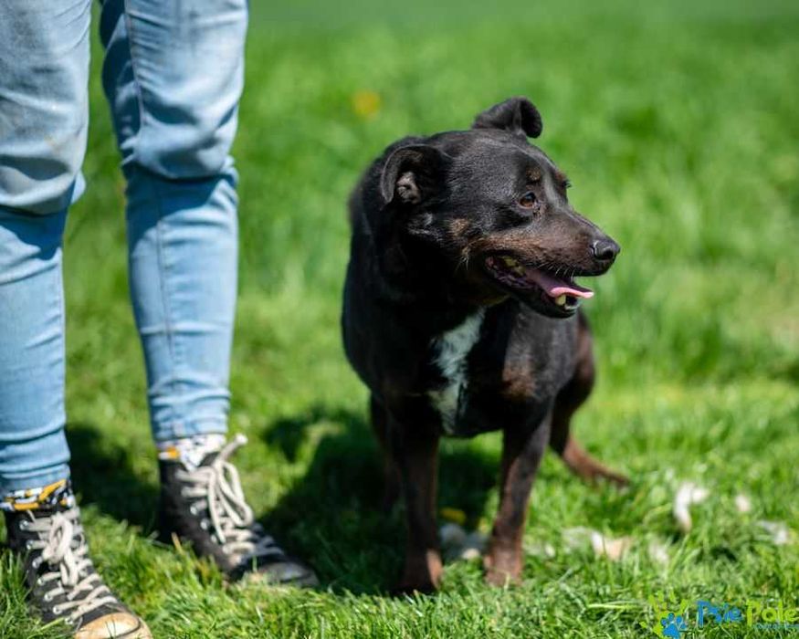 Cent aktywny, wesoły, kontaktowy psiak szuka domu