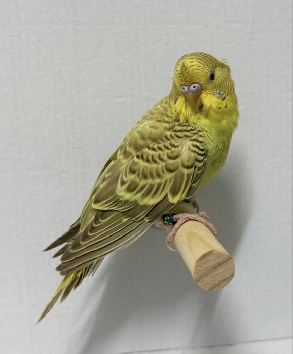 Periquito australiano ( criado a mão)