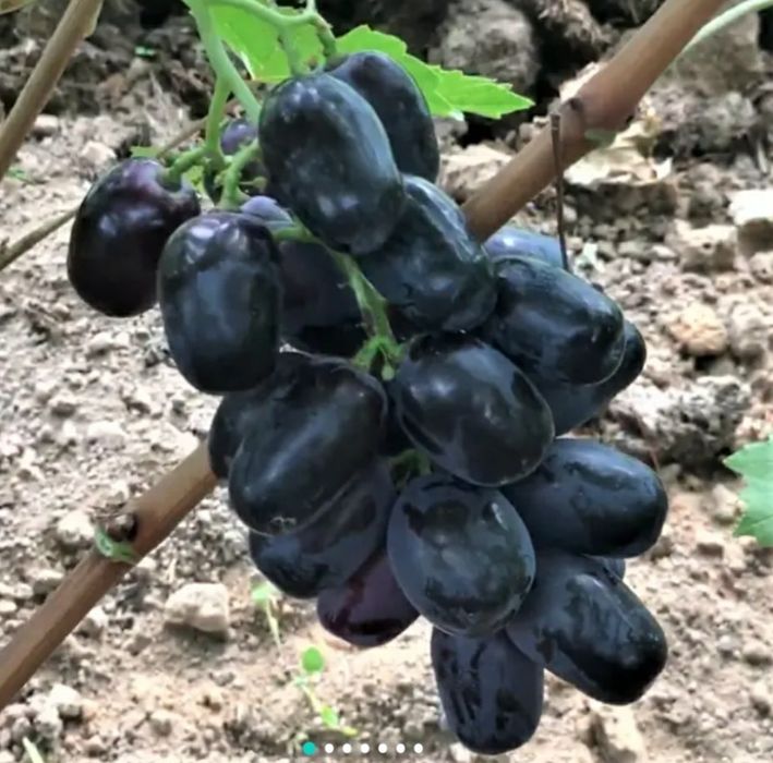 Виноград саженцы