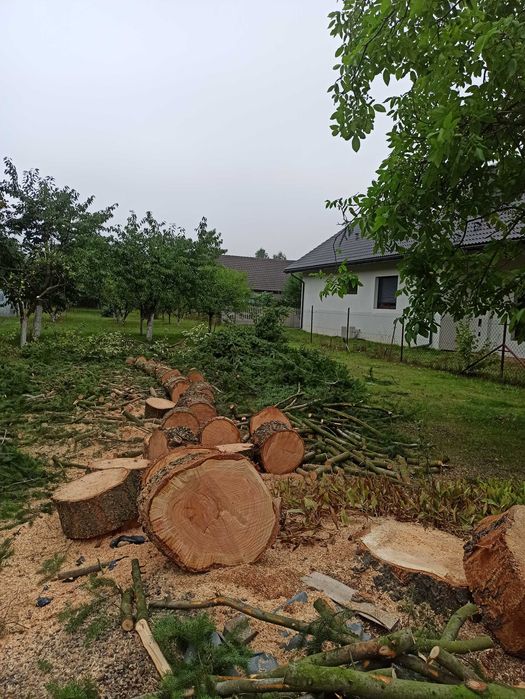 Wycinka drzew, usuwanie pni niedrogo.