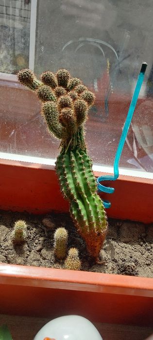 Кактус безкоштовно