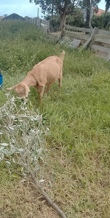 Vários Animais a venda