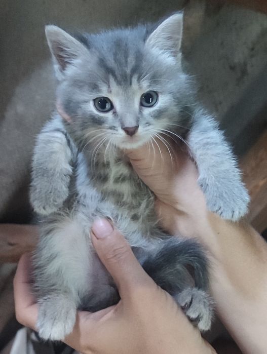 Котята, кошенята 1 місяць