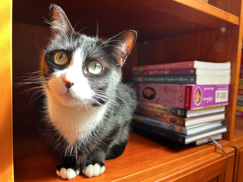A Mavis, uma Gata especial!