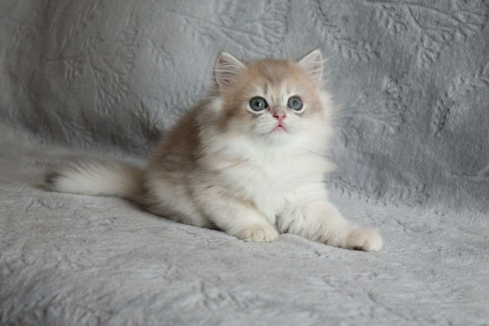 Британський котик Кайзер