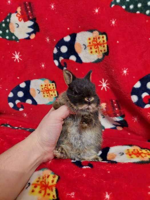 Нідерландські міні кролики