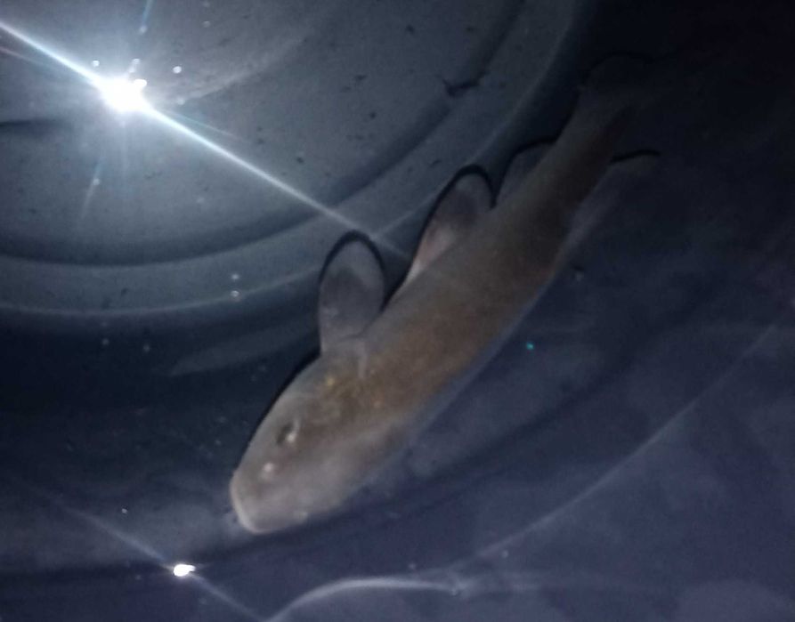 Tenca (Tinca tinca) 15cm-18cm Agua Fria