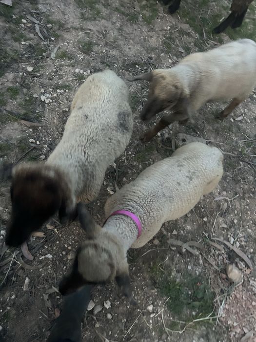 Dois machos uma femea  sufflok