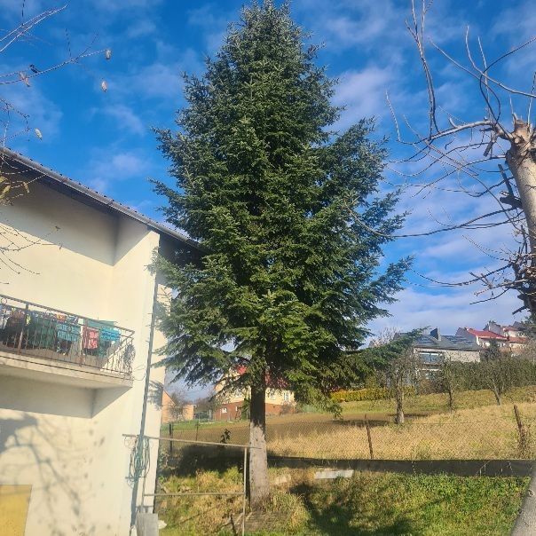 Oddam drzewo, gałęzie z wycinki drzew