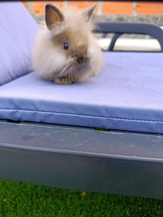 Coelhos anões 2 meses