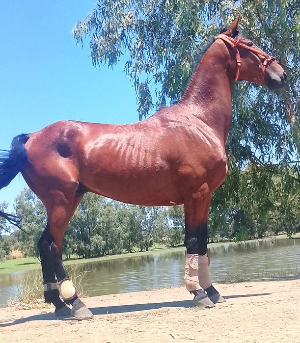 Cavalo castrado.