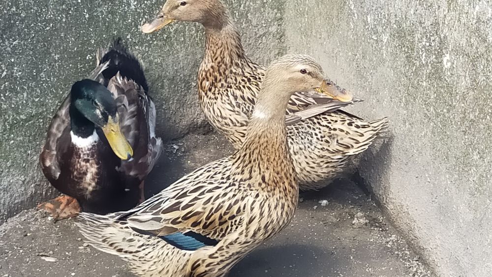 Patos Rouen - ovos (promoção)