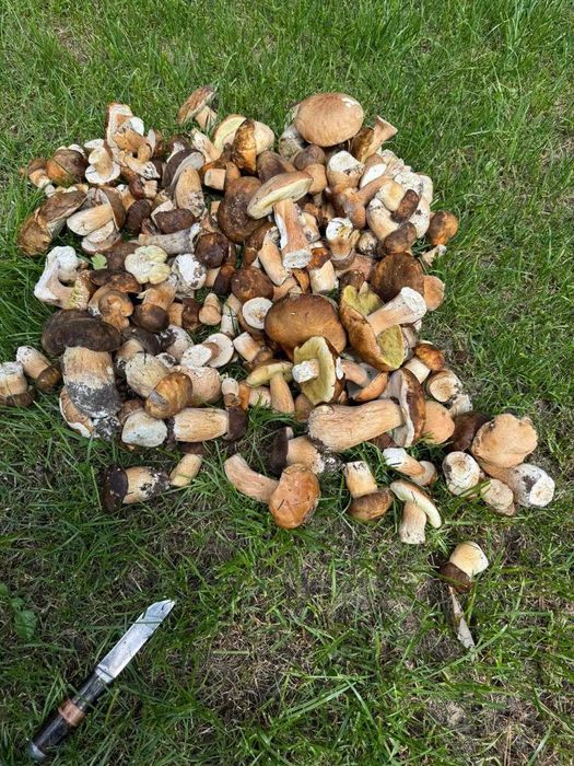 Оренда будинку біля лісу з басейном, чаном та баньою Green Hills Villa