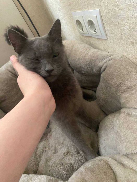 Прошу помочь , пропала кошка серая за вознаграждения
