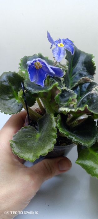 Фиалки софия Ротару, Фата Моргана ,Герцогиня, Масленица, Сапфира.