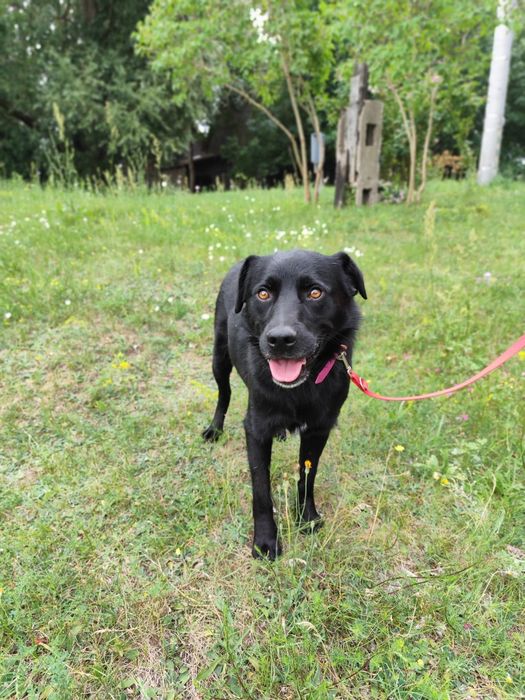 Nasz śliczny Samuraj czeka na dom!