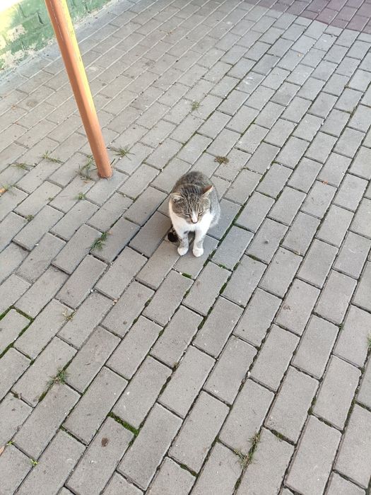 Котик шукає люблячу сім'ю