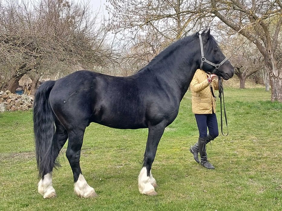 Kuc Walijski ogier (Welsh Cob )