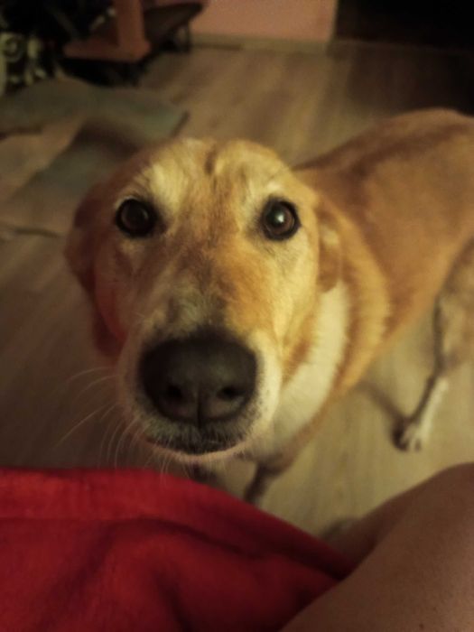 Szukam dobrego domu dla dwóch łagodnych suniek