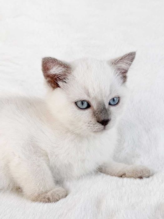 Gatinho Scottish Straight shorthair blue point