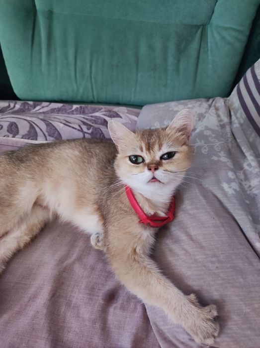 Продам котят,кушают сами