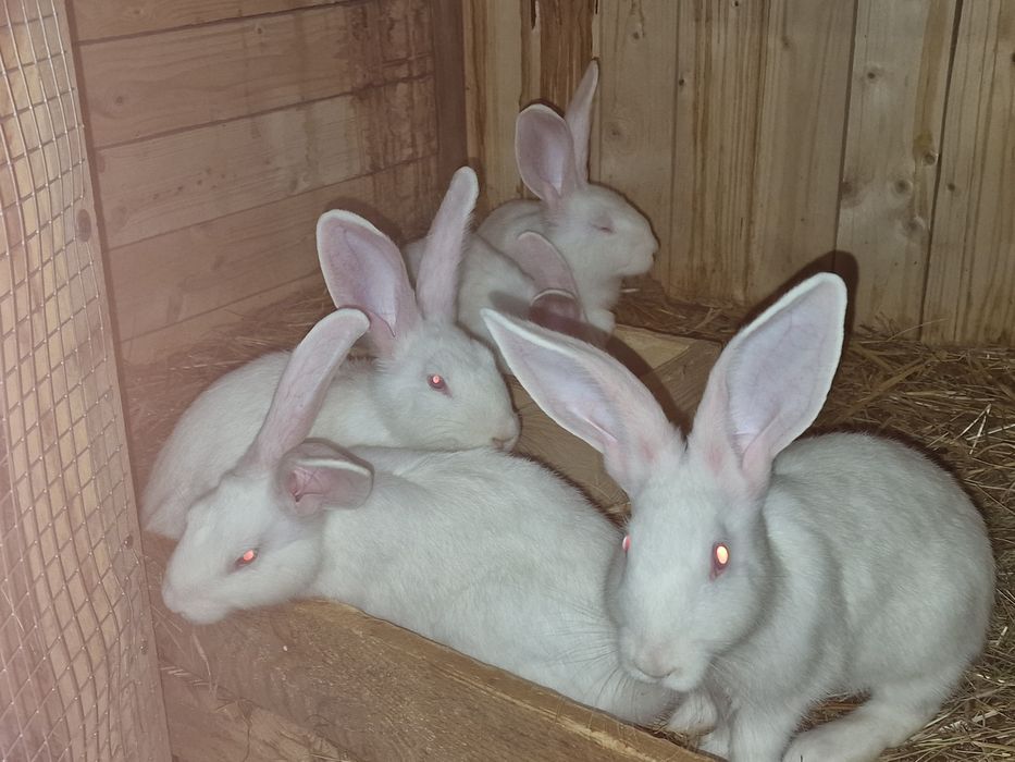 Króliki Termondzki Bialy samce samice