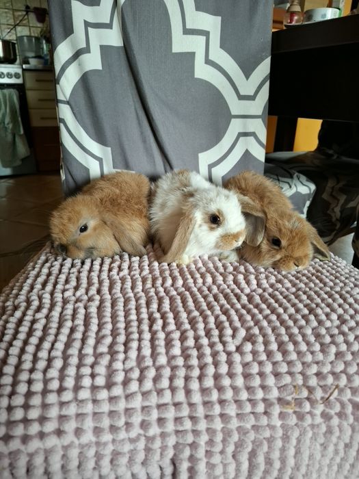 Sprzedam króliczki miniaturki mini lop