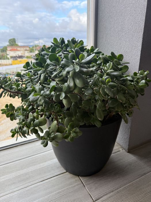 Suculenta Planta Jade 60cm