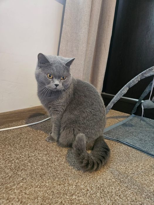 Kotka Brytyjska Niebieska Kot brytyjski